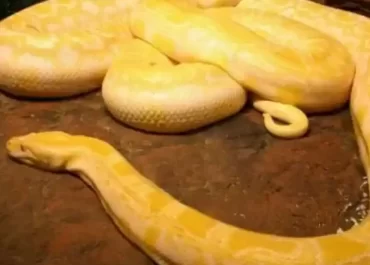 Biggest Snake In The World Found Dead