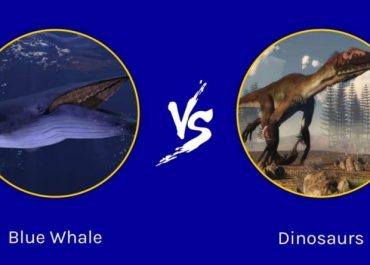 Blue whale vs dinosaurs