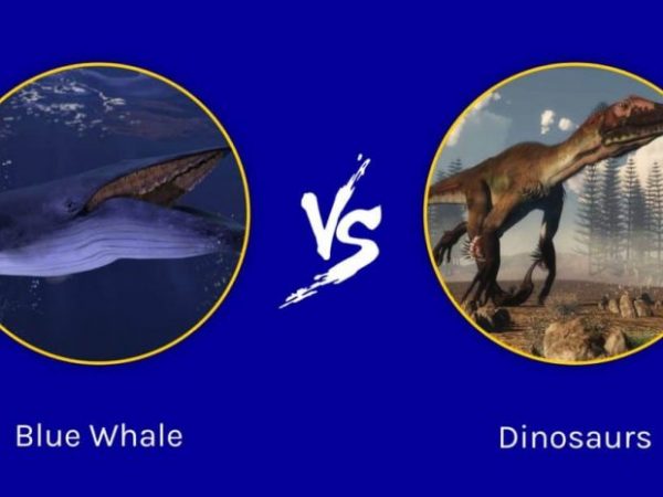 Blue whale vs dinosaurs