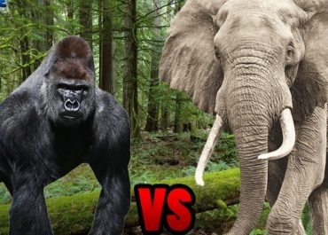 Elephant vs Gorilla