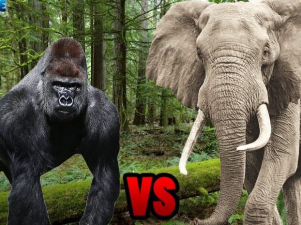 Elephant vs Gorilla