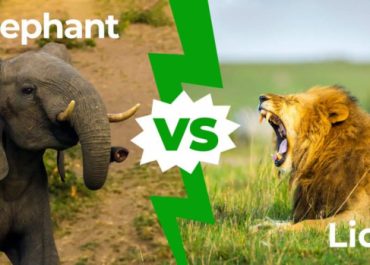 elephant vs lion