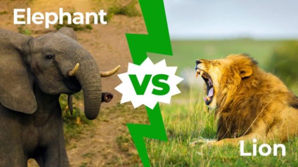 elephant vs lion