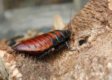 Hissing Cockroach