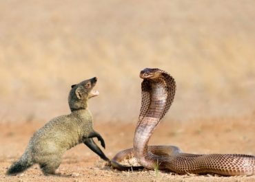 King Cobra vs Mongoose: Who Would Win in a Fight?