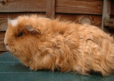 Texel Guinea Pigs