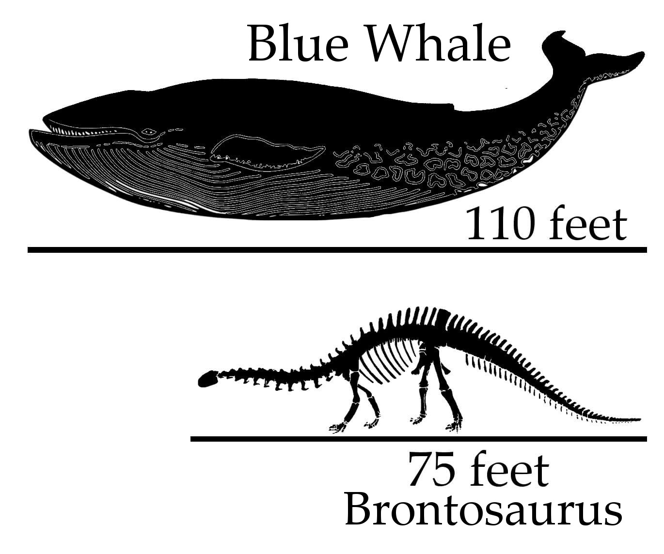 When it comes to size, there really isn't anything bigger than a Blue Whale. This massive animal is the largest mammal on earth and can reach lengths of up to 50 feet and weights of over 200 tons. They spend most of their lives feeding in the ocean depths, where they eat krill and small fish. However, when food becomes scarce, Blue Whales migrate into shallow waters and feed on plankton. While Blue Whales are huge, they aren't the biggest animals ever to walk the face of the earth. Dinosaur fossils show us that there were several species of giant reptiles that roamed our planet during the Mesozoic Era. Some of these monsters could grow to lengths of over 70 feet long and weighed nearly 15 tons. In fact, the largest dinosaur known to science today is actually a bird called the Argentinosaurus. These beasts grew to lengths of about 70 feet long and weighed around 80 tons. So next time you're out at the zoo looking at the elephants, giraffes, and hippos, keep in mind that even though they may seem enormous, they pale in comparison to the giants of the past. Comparing Blue Whale vs Dinosaurs The blue whale is the largest animal ever known to exist. But it isn't just big—it's huge. This massive creature grows up to 100 feet long and weighs over 200,000 pounds. Compare those numbers to some of the biggest dinosaurs ever found. They're much smaller, weighing less than 10 tons each. And while you might think the blue whale would win out because of its size, the dinosaur wins out by being four times heavier! Key Differences Between Blue Whale vs Dinosaurs The largest animal ever recorded is the blue whale. With a length of up to 35 meters, it’s about one million times bigger than the average dinosaur. Of course, there are some key differences between the size and weight of the blue whale and most dinosaurs found during the Mesozoic Era. For starters, the average blue whale weighs around 50 tons while the average T-Rex weighed over 2 tons. In fact, the heaviest dinosaur ever discovered weighed nearly 10 times as much as the average blue whale. This huge difference in size and mass is due to the different diets of each group of animals. In terms of size, the blue whale is actually smaller than the average dinosaur. A typical blue whale measures approximately 30 feet long while a T-rex measured 35 feet long. However, the average dinosaur was considerably larger than the blue whale. In fact, the biggest dinosaur ever discovered weighed almost twice as much as the average whale. While we might think that the blue whale is the biggest creature on Earth, it isn't quite true. That honor goes to the sperm whale. They measure around 40 feet long and weigh anywhere from 7,500 to 20,000 pounds. But even though the sperm whale is the largest living thing on Earth, it still doesn't compare to the size of the blue whales of ancient times. Back then, the blue whales grew to lengths of up to 60 feet and weights of up to 200 tons. And yes, those numbers include the blubber. So what exactly makes the blue whale such a big deal? Well, it's the sheer volume of food that they eat. It's estimated that the blue whale consumes roughly 8% of the oxygen produced by the planet every day. So, imagine eating enough food to require breathing air like that.  Blue Whale vs Dinosaurs: Length and Height The blue whale is one of nature’s greatest wonders, but it doesn’t hold a candle to some of the biggest animals that lived millions of years ago. A recent study found that the blue whale is actually smaller than many dinosaurs that existed during the Mesozoic Era, including the brontosaurus, triceratops, stegosaurus and pterodactyl. And although the blue whale is certainly impressive, it’s dwarfed by some of the giants that once walked the earth. Blue Whale vs Dinosaurs: Weight The blue whale is an incredibly massive creature, weighing up to 300 times more than the next heaviest mammal, the sperm whale. But the dinosaur reigns supreme among animals with a weight greater than the blue whale. In fact, there are several different types of dinosaurs that weigh almost twice as much as the blue whale, including Brachiosaurus, Argentinosaurus, and Diplodocus. While no one would deny the facts stated above, there is one thing that most people don't know about the blue whale: it isn't actually blue. Blue whales aren't born blue; rather, they start out greyish white and turn blue later in life. Blue Whale vs Dinosaurs: Diet The largest animal ever recorded in existence is the blue whale. With a length of up to 40 meters and weighing around 200 tons, it dwarfs most land mammals, including elephants. Blue whales feed on small organisms such as krill, plankton and fish. They filter food out of the water column with baleen plates in their mouth. A few types of dinosaur had similar body proportions to blue whales today. However, none of them reached the size of a blue whale. But why do we think that blue whales are bigger than dinosaurs? Blue Whale vs Dinosaurs: Predators Something interesting to note about both giant blue whales and ancient dinosaurs is the fact that neither species faces many natural predators. Back in our prehistoric era, dinosaurs faced a number of potential dangers, including large reptiles like crocodiles and Komodo dragons. In addition, some dinosaur species had to contend with being hunted by other dinosaurs. However, both blue whales and dinosaurs were threatened at a young age, as young animals are much smaller than adults. Blue whales are routinely preyed upon by orcas and killer whales, while young dinosaur species are often attacked by carnivorous dinosaurs. While adult blue whales and dinosaurs are too big to be eaten, young ones are easy targets. Blue Whale vs Dinosaurs: Size Comparisons When it comes to comparing the size of both the blue whale (the biggest animal ever known) and a variety of large dinosaur species, what can we even do to fathom their height and weight? The blue whale measures up to 2.5 school buses long and weighs anywhere from 3 million to 5 million pounds. In contrast, the largest of the large dinosaur species measured up to 4x larger than the Eiffel Tower and weighed around 20 million pounds! These are only one example of each of these creature’s sizes, and it’s unlikely that either will give you the full picture of just how big these animals really were. 