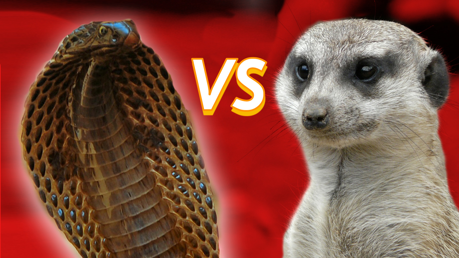 King Cobra vs Mongoose: Who Would Win in a Fight?