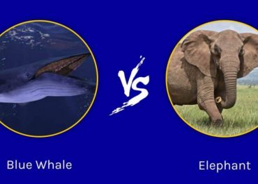 elephant vs blue whale image