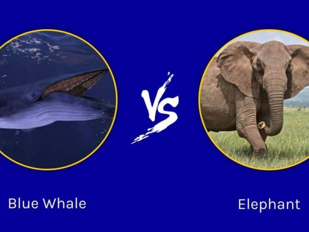 elephant vs blue whale image