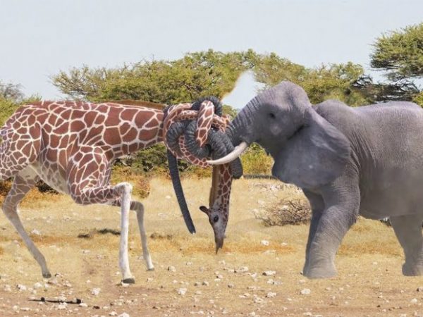 elephant vs giraffe
