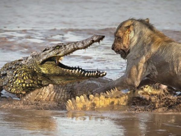 Lion vs Crocodile