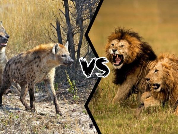 Lion vs Hyena
