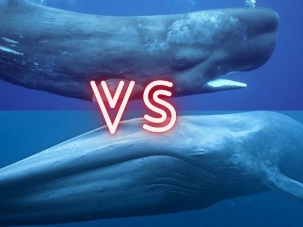 blue whale vs humpback whale