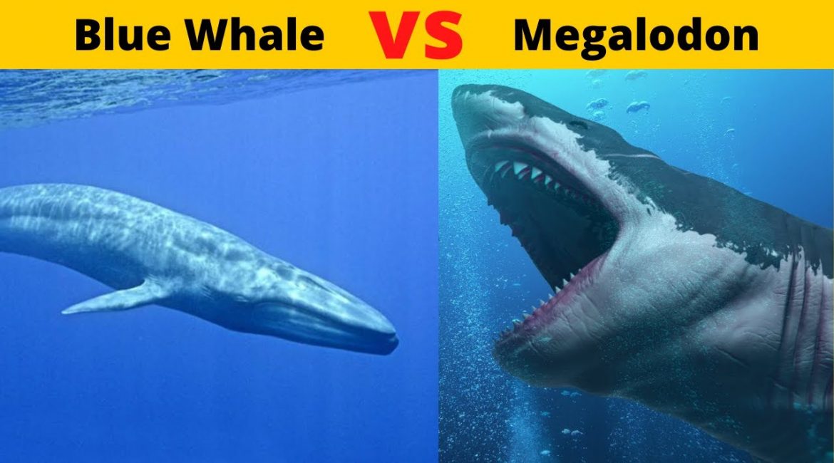 Blue whale vs Megalodon