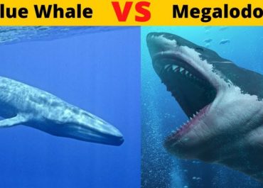 Blue whale vs Megalodon