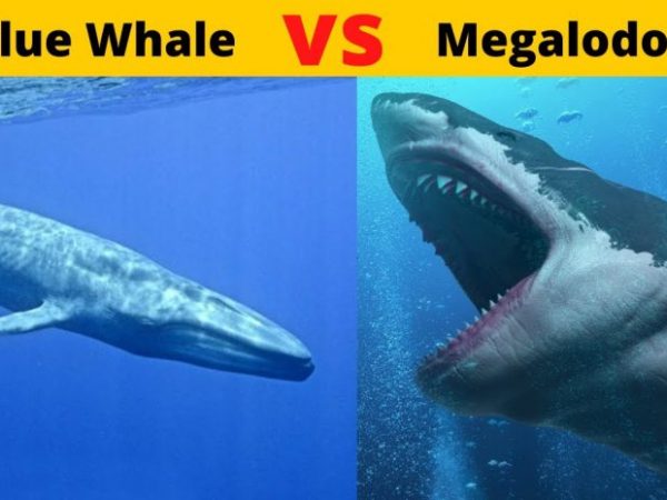 Blue whale vs Megalodon