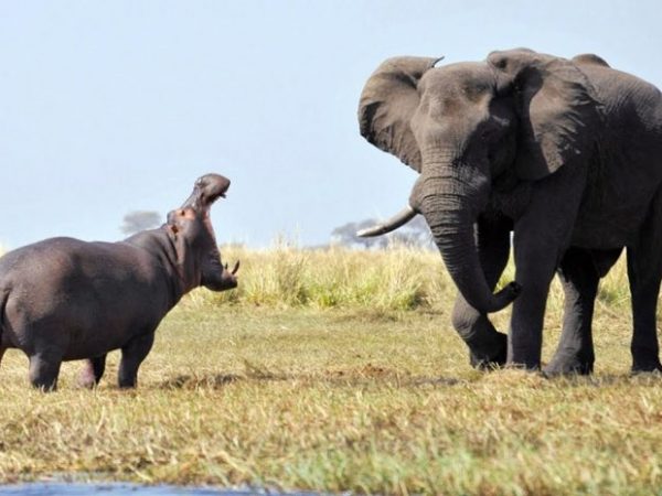 Elephant vs Hippo