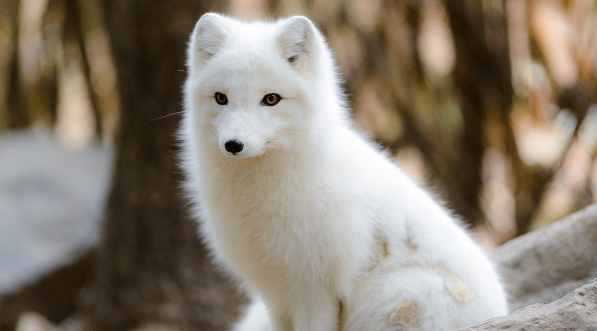 Arctic Fox Animal