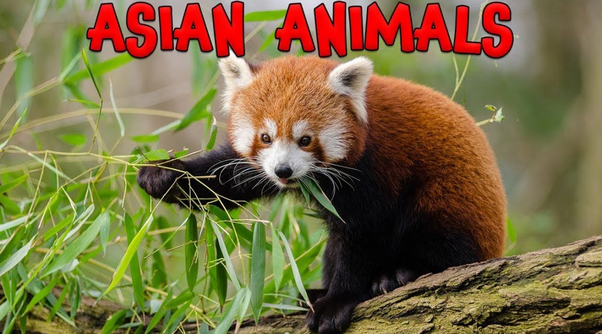 Asian Animals