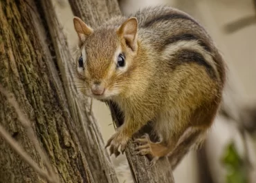 Do Chipmunks Hibernate?