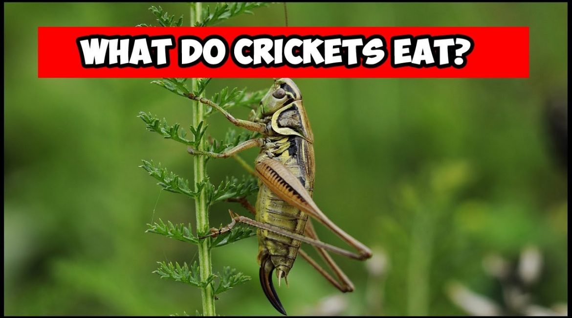 What Do Crickets Eat