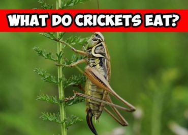 What Do Crickets Eat