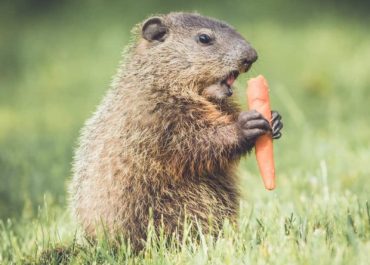 What Do Groundhogs Eat