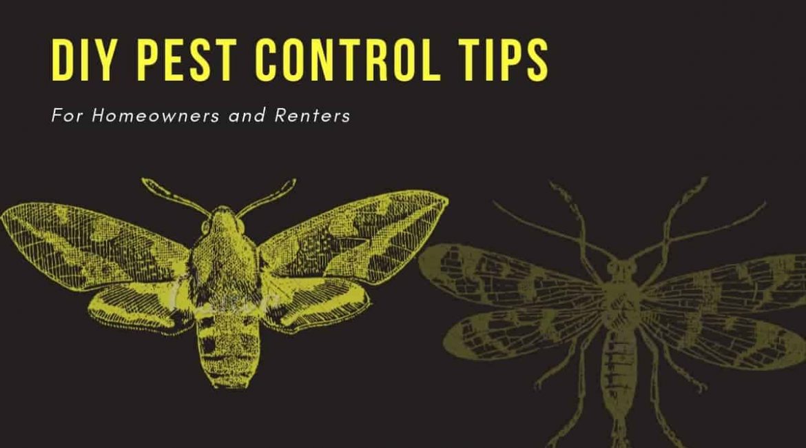 Do-It-Yourself Pest Management: Handy Advice and Techniques